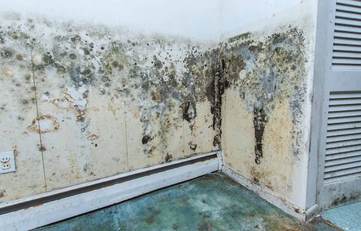 residential mold removal experts in San Luis Obispo